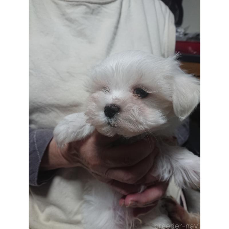 販売中の栃木県のマルチーズ-425496の3枚目