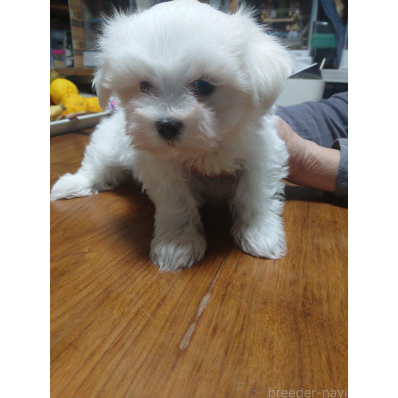 販売中の栃木県のマルチーズ-425496の2枚目