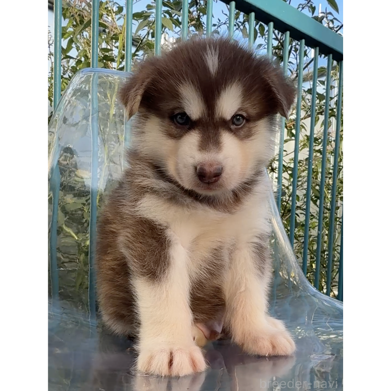 販売中の千葉県のアラスカンマラミュート-425497の6枚目