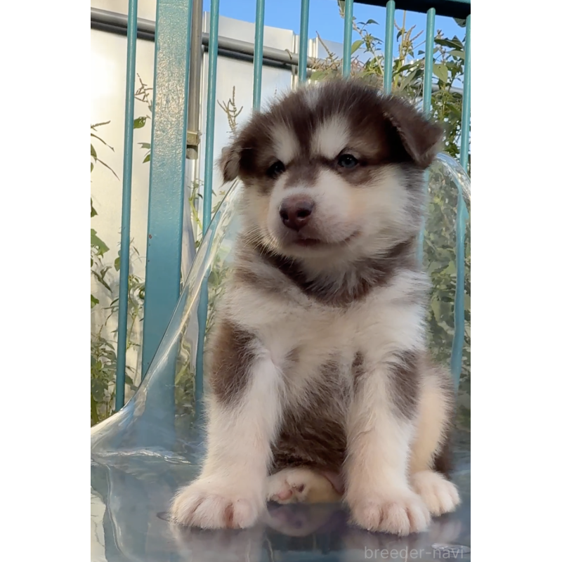 販売中の千葉県のアラスカンマラミュート-425497の5枚目