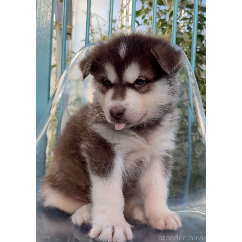 販売中の千葉県のアラスカンマラミュート-425497の3枚目