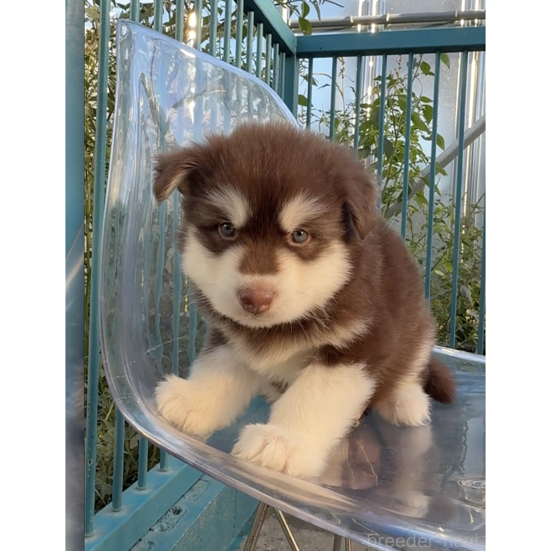 販売中の千葉県のアラスカンマラミュート-425498の6枚目