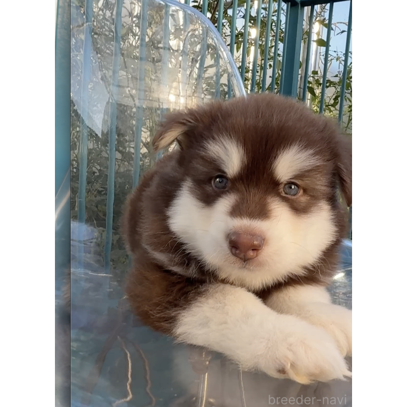 販売中の千葉県のアラスカンマラミュート-425498の5枚目