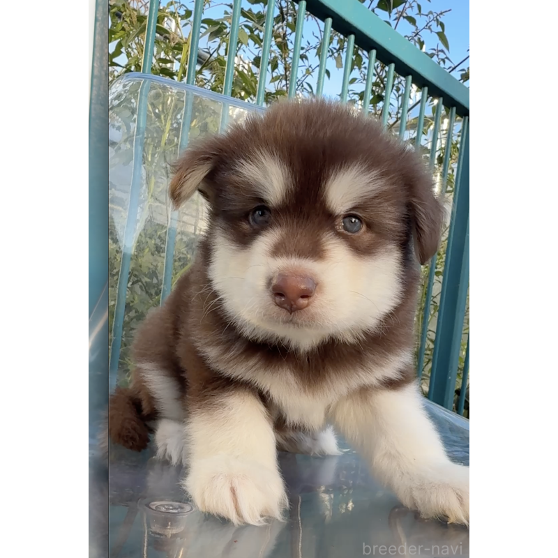 販売中の千葉県のアラスカンマラミュート-425498の4枚目