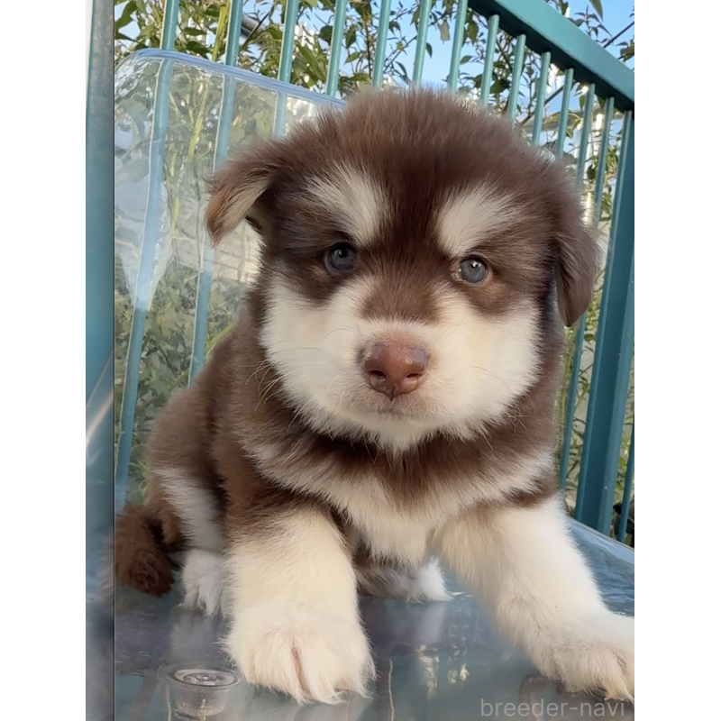 販売中の千葉県のアラスカンマラミュート-425498の3枚目