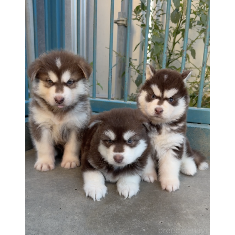 販売中の千葉県のアラスカンマラミュート-425498の2枚目