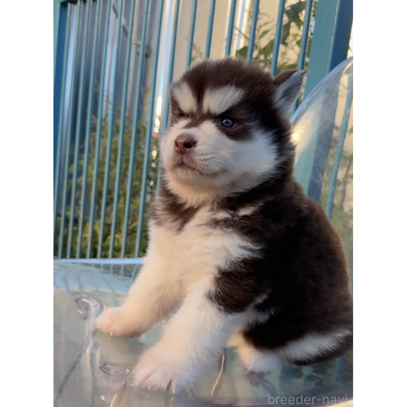 販売中の千葉県のアラスカンマラミュート-425499の6枚目