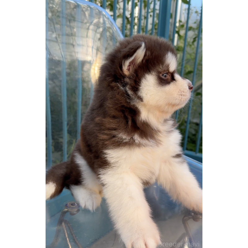 販売中の千葉県のアラスカンマラミュート-425499の5枚目