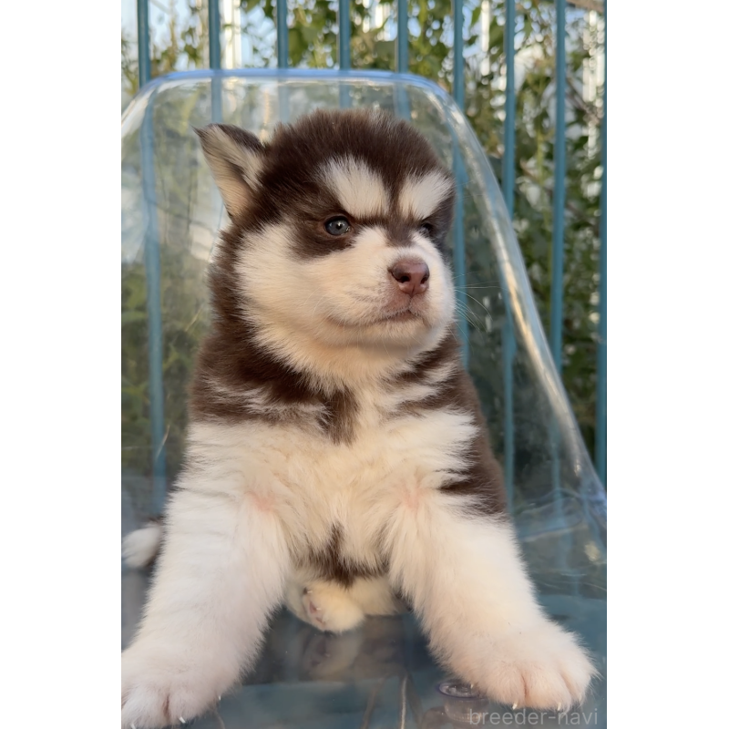 販売中の千葉県のアラスカンマラミュート-425499の4枚目