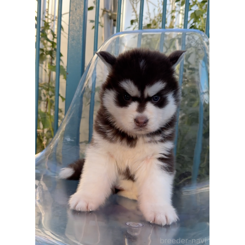 販売中の千葉県のアラスカンマラミュート-425499の3枚目