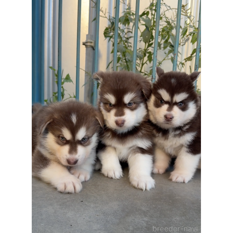 販売中の千葉県のアラスカンマラミュート-425499の2枚目