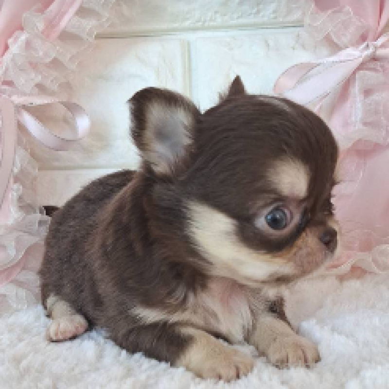 販売中の神奈川県のチワワ(ロングコート)-425500の4枚目