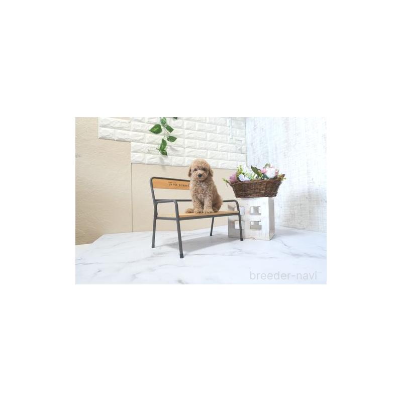 販売中の滋賀県のトイプードル-425501の4枚目