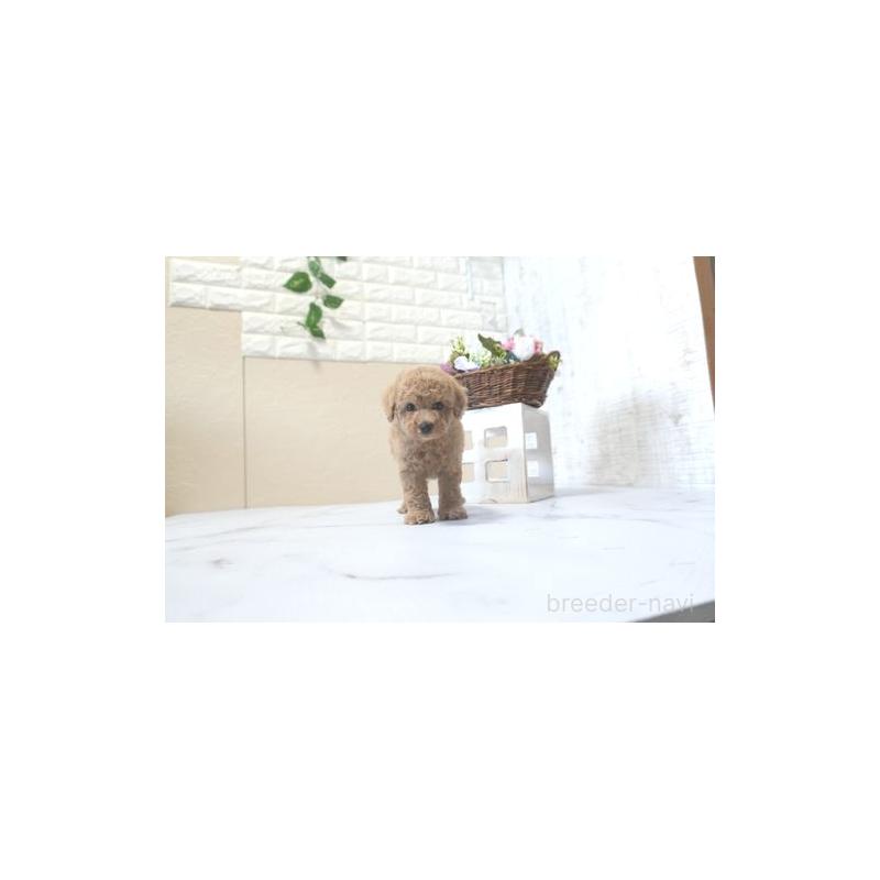 販売中の滋賀県のトイプードル-425501の3枚目