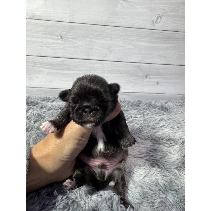 販売中の東京都のペキニーズ-425502の2枚目