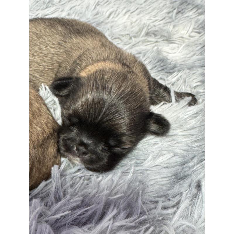 販売中の東京都のペキニーズ-425503の2枚目