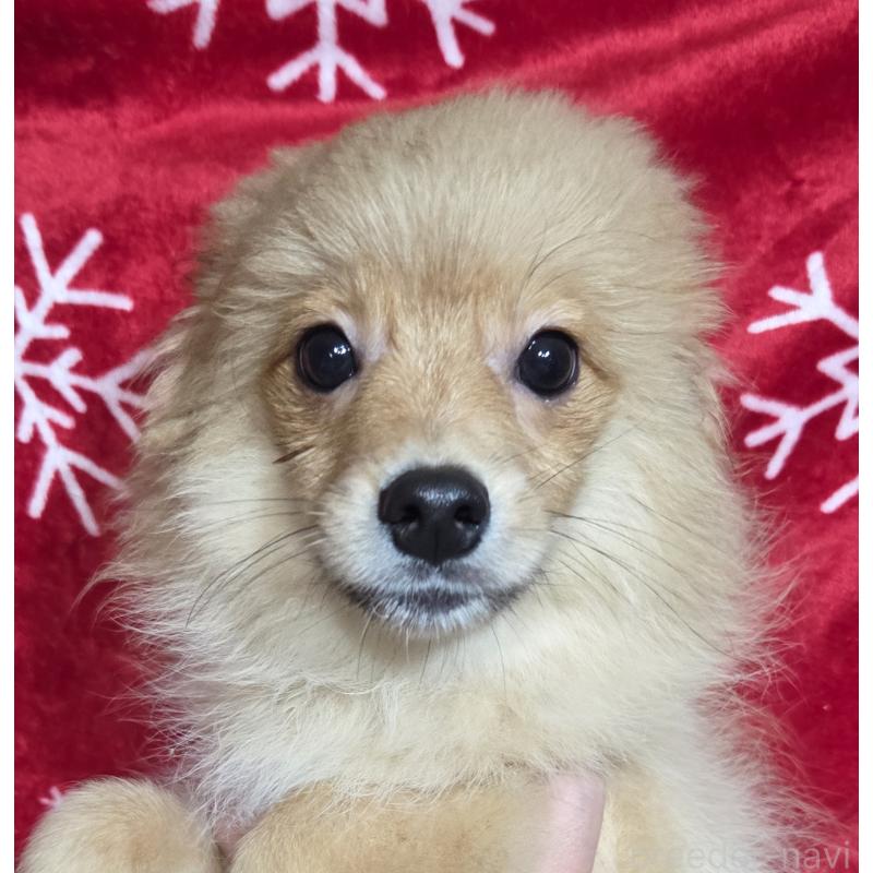 販売中の福岡県のポメラニアン-401002の4枚目