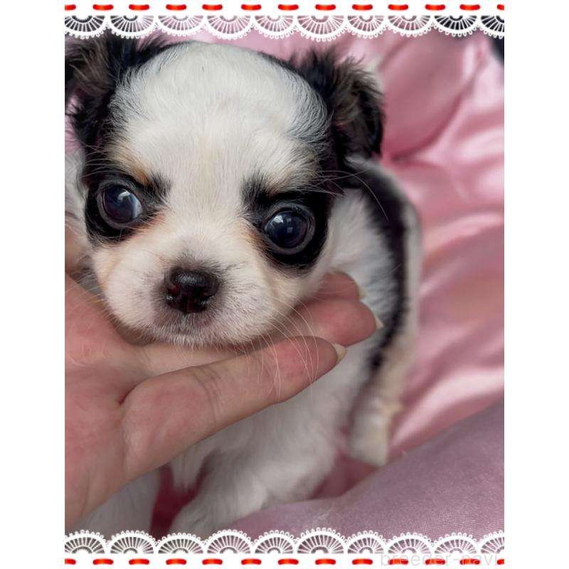 成約済の東京都のチワワ(ロングコート)-422821の4枚目