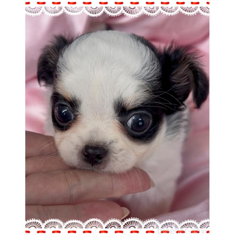 販売中の東京都のチワワ(ロングコート)-422821