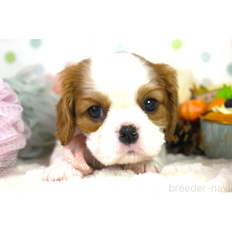 成約済の福岡県のキャバリアキングチャールズスパニエル-424631の6枚目