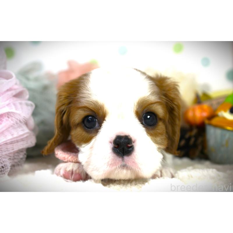 成約済の福岡県のキャバリアキングチャールズスパニエル-424631の5枚目