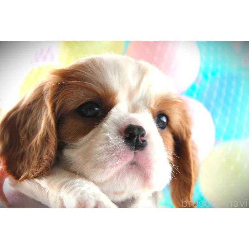 成約済の福岡県のキャバリアキングチャールズスパニエル-424631の4枚目