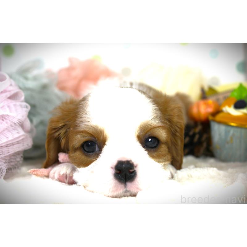 成約済の福岡県のキャバリアキングチャールズスパニエル-424631の3枚目