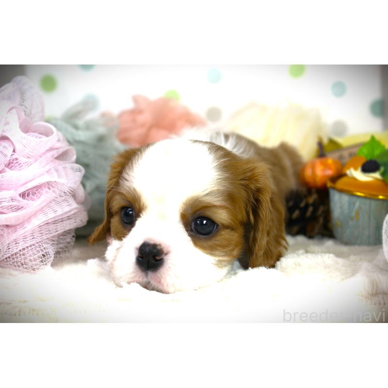 成約済の福岡県のキャバリアキングチャールズスパニエル-424631の2枚目