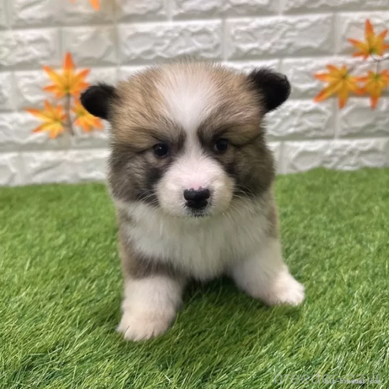 販売中の愛知県のウェルシュコーギーペンブローク-423497