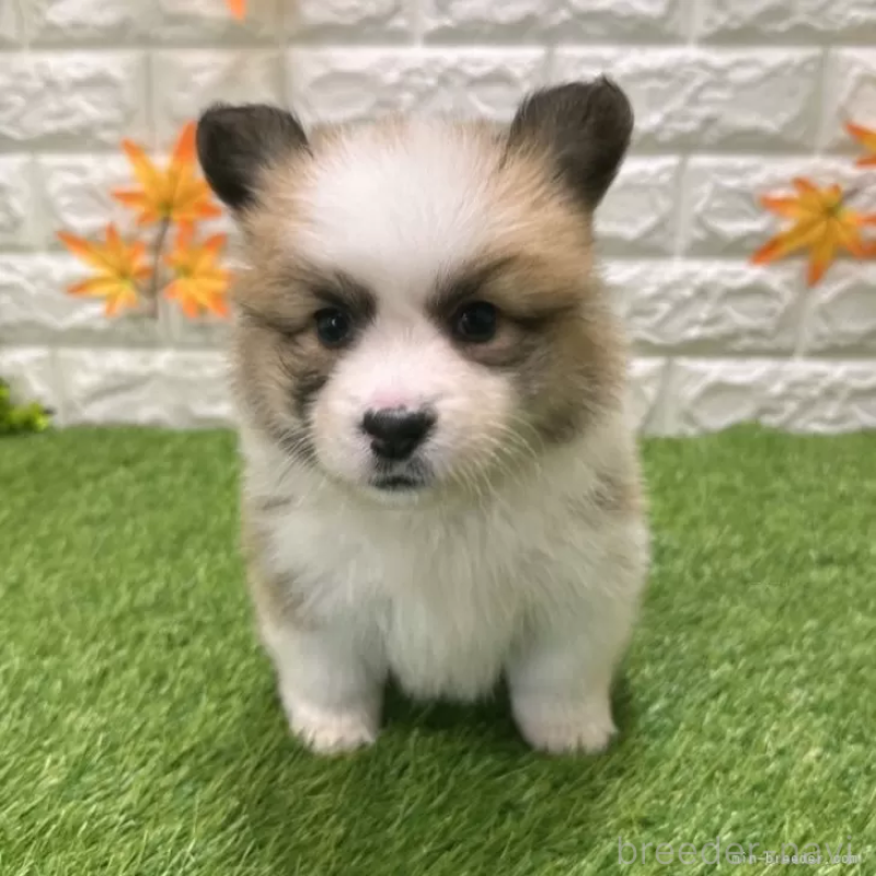 販売中の愛知県のウェルシュコーギーペンブローク-423520