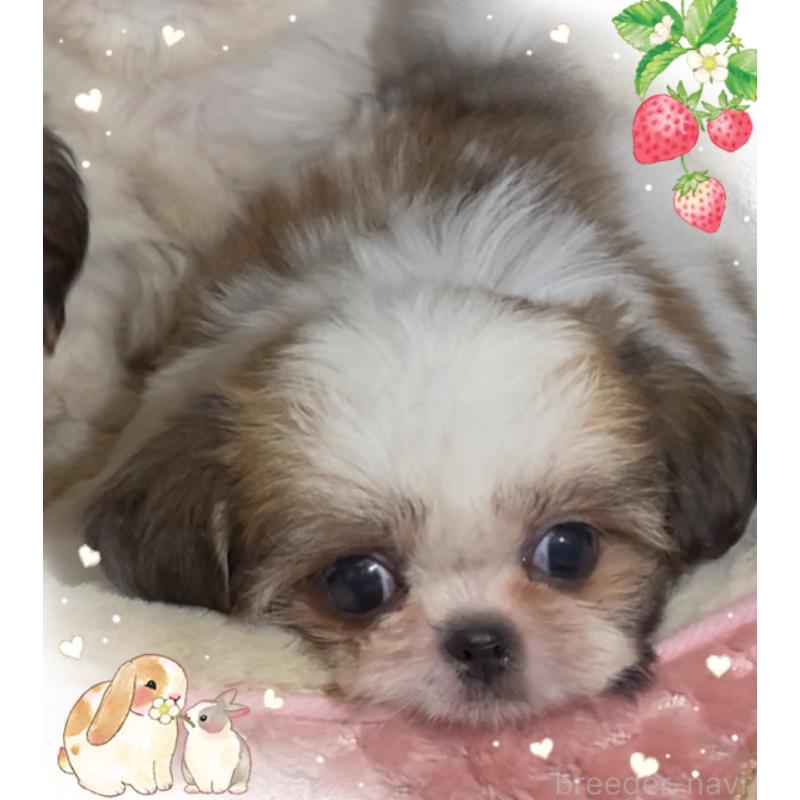 販売中の東京都のチワズー:チワワ×シーズー-425504の6枚目