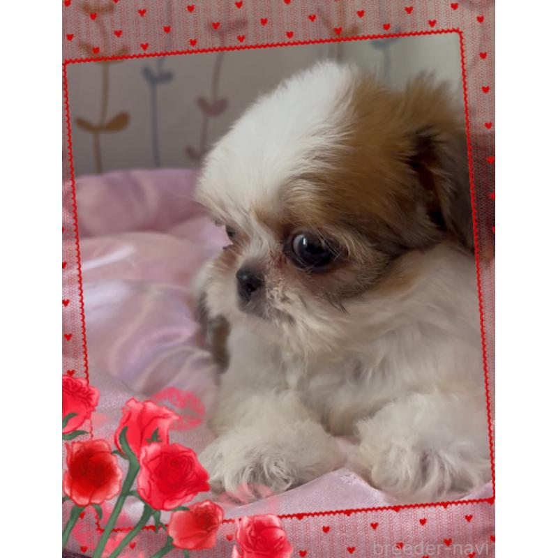 販売中の東京都のチワズー:チワワ×シーズー-425504の5枚目