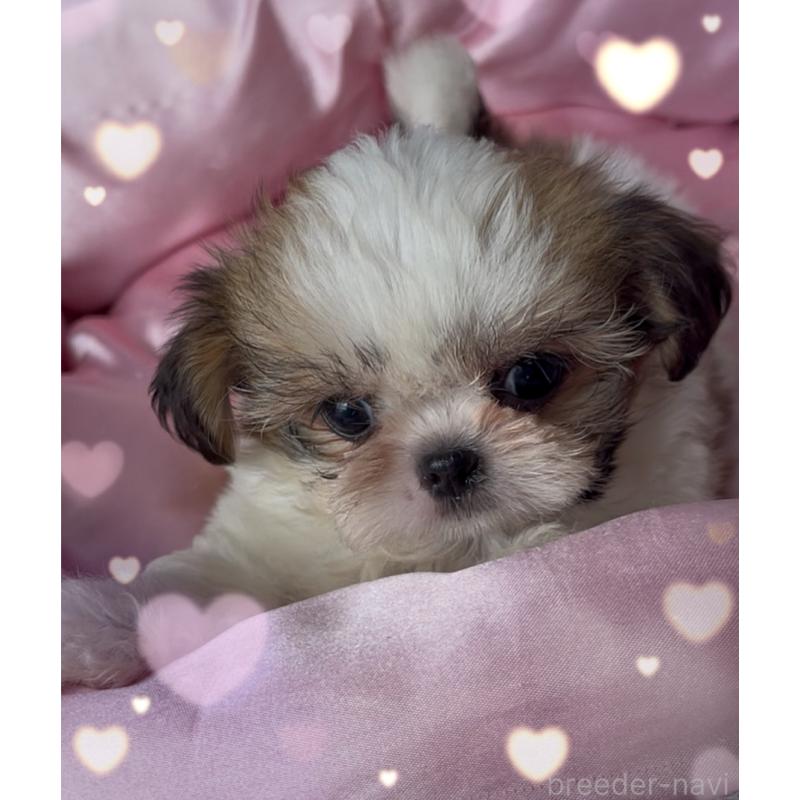 販売中の東京都のチワズー:チワワ×シーズー-425504の4枚目