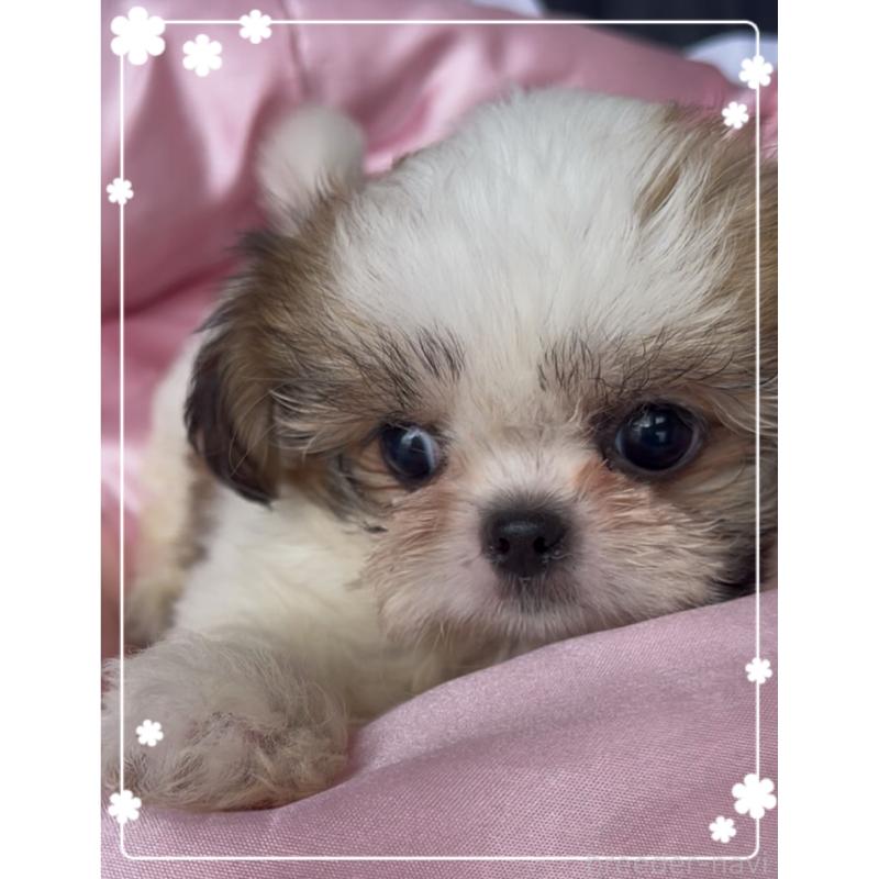 販売中の東京都のチワズー:チワワ×シーズー-425504の3枚目