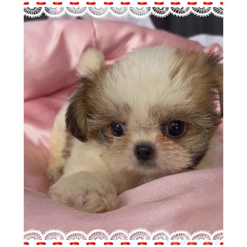 販売中の東京都のチワズー:チワワ×シーズー-425504の2枚目