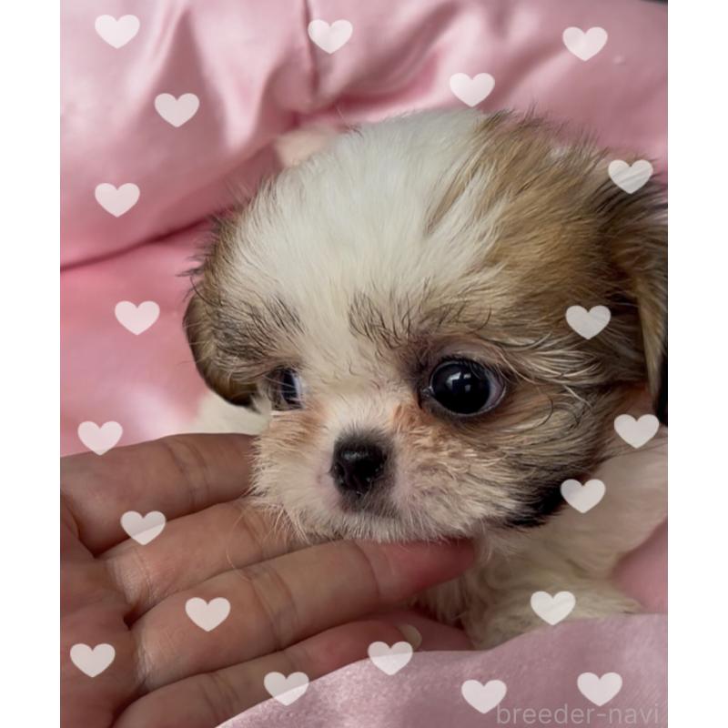 販売中の東京都のチワズー:チワワ×シーズー-425504の1枚目