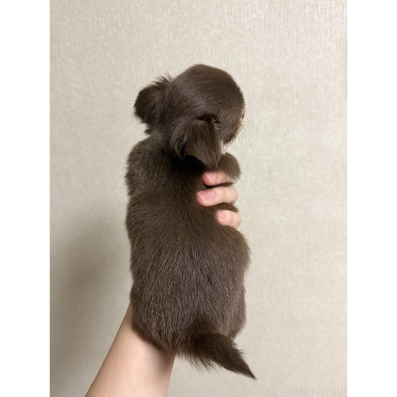 商談中の岐阜県のチワワ(ロングコート)-421472の5枚目