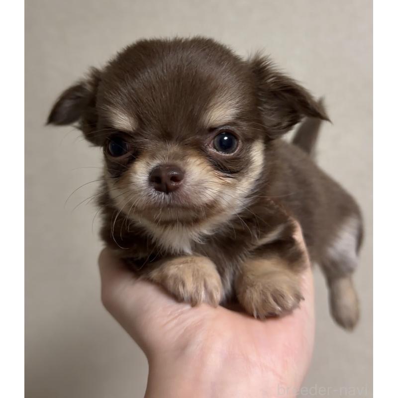 商談中の岐阜県のチワワ(ロングコート)-421472の4枚目