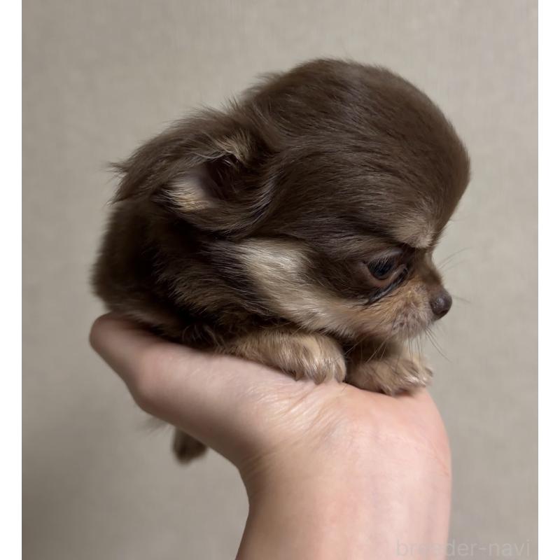 商談中の岐阜県のチワワ(ロングコート)-421472の3枚目