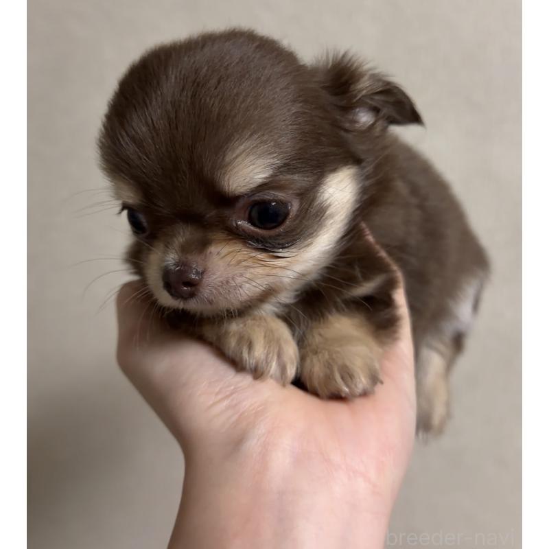 商談中の岐阜県のチワワ(ロングコート)-421472の2枚目