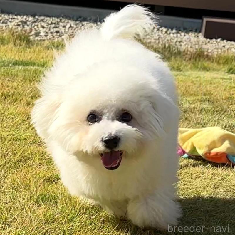 販売中の栃木県のビションフリーゼ-385479の4枚目