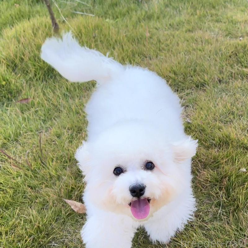 販売中の栃木県のビションフリーゼ-385479の3枚目