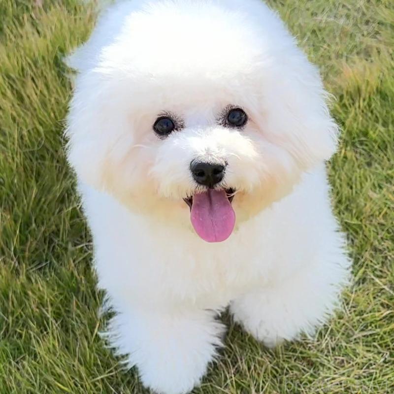 販売中の栃木県のビションフリーゼ-385479