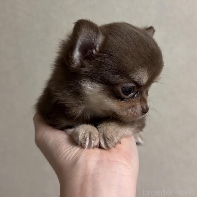 商談中の岐阜県のチワワ(ロングコート)-421468の5枚目