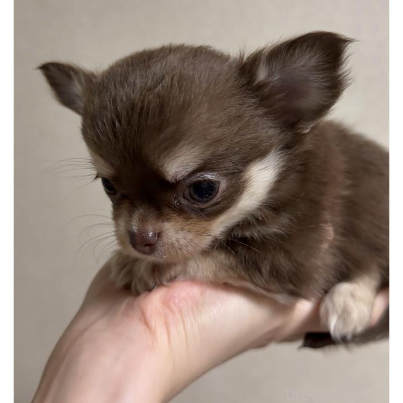 商談中の岐阜県のチワワ(ロングコート)-421468の4枚目