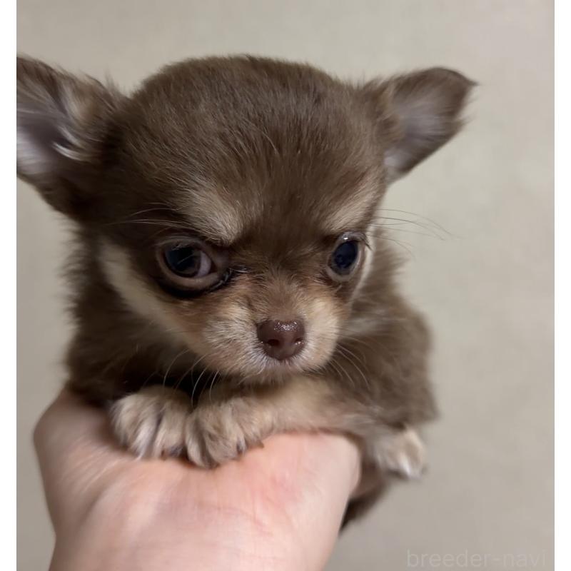 商談中の岐阜県のチワワ(ロングコート)-421468の3枚目