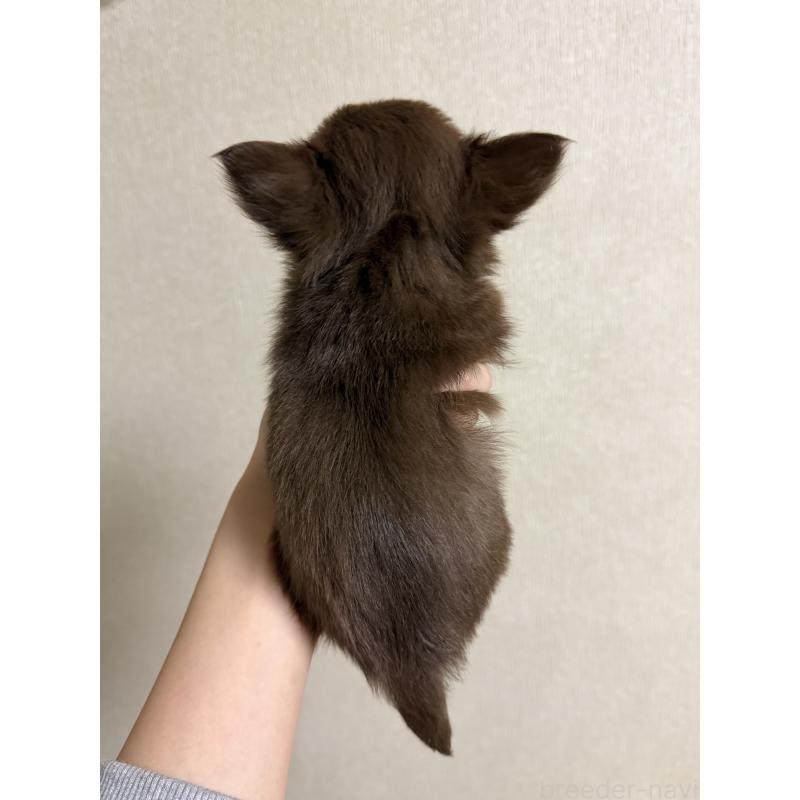 商談中の岐阜県のチワワ(ロングコート)-421468の2枚目