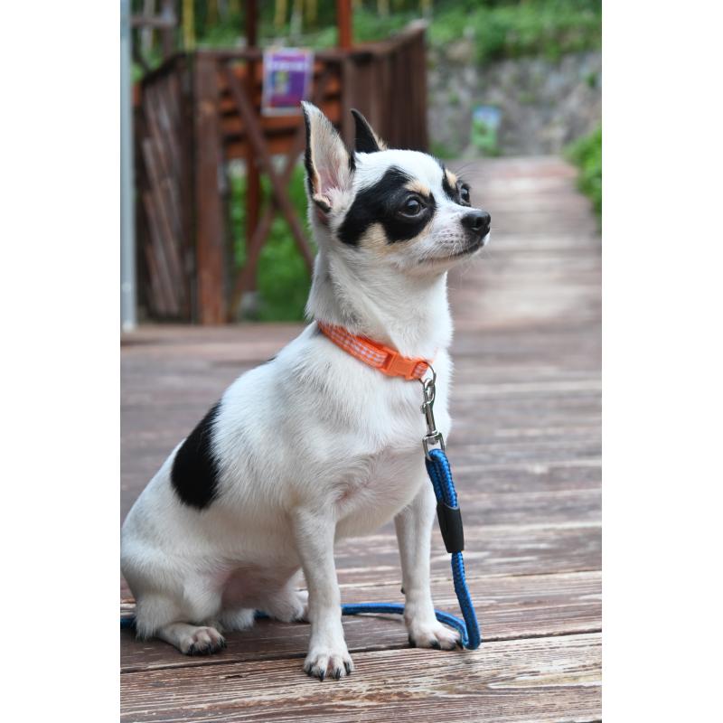 販売中の山口県のチワワ(スムースコート)-381612の4枚目