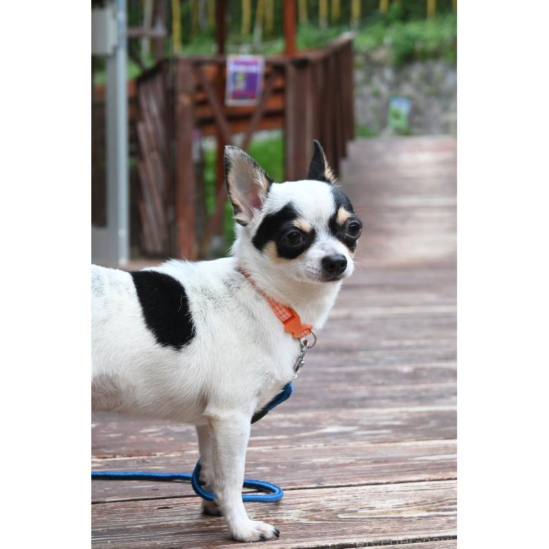 販売中の山口県のチワワ(スムースコート)-381612の3枚目