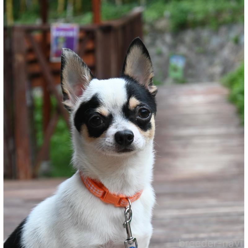 販売中の山口県のチワワ(スムースコート)-381612の2枚目